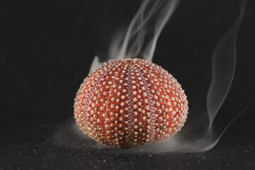 Sea urchin skeleton smoke