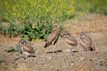 Burrowing Owl