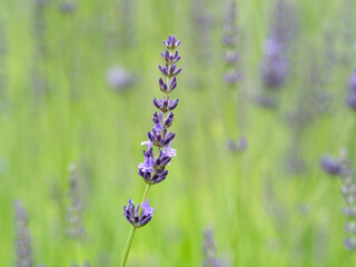 ラベンダーの花