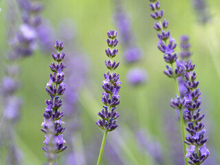 ラベンダーの花