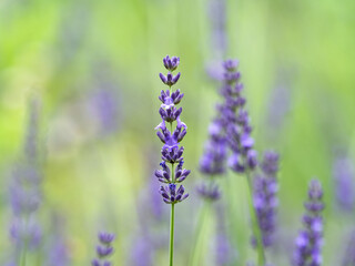 ラベンダーの花