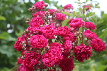 Beautiful scarlet roses. Summer time.