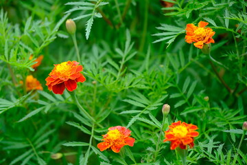 Indonesia Yogyakarta - Yellow Red Flower