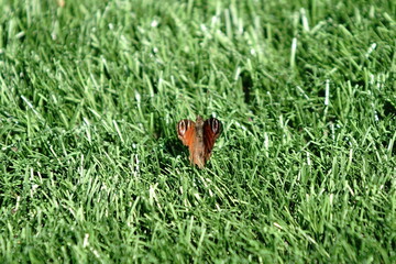 Butterfly on the grass