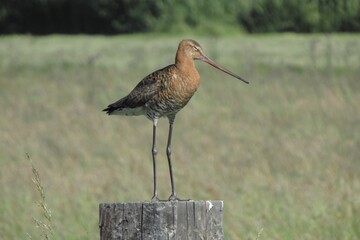 black-tailed godwit