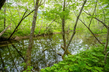 長野県　新緑の上高地　