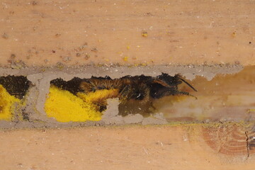 Close up of mason bee house