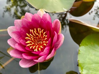 pink water lily © Tobias
