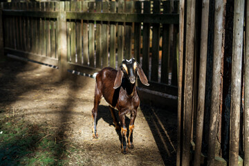 Nubian goat on the farm