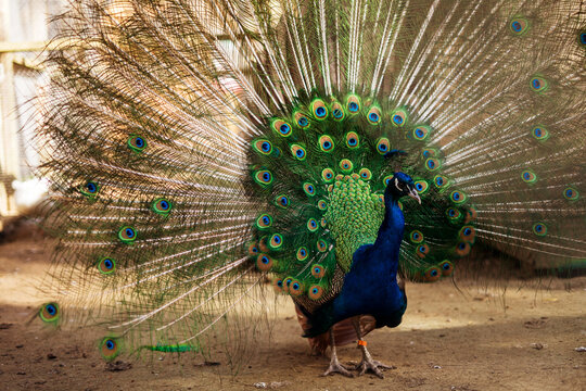 The tpeacock on the farm fluffed its tail