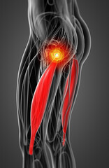 medical  illustration of the biceps femoris longus - obrazy, fototapety, plakaty