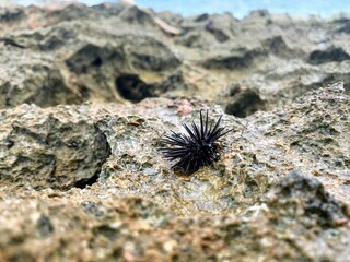 urchin on the beach