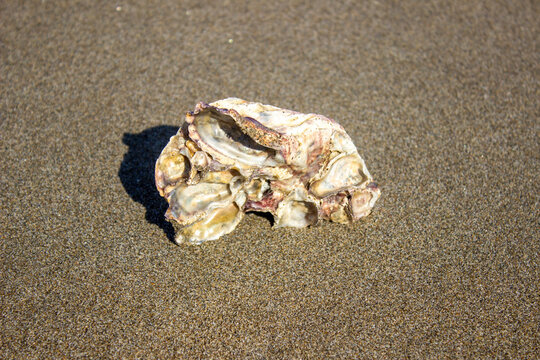 Sheell On Beach