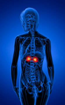 3d render medical illustration of the adrenal