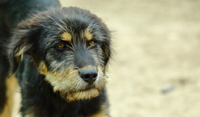 black dog portrait