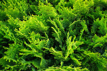 Green natural backgrounds. Evergreens. Cypress bushes. View from above. Template for text. Wallpaper.