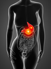 3d render of the female stomach