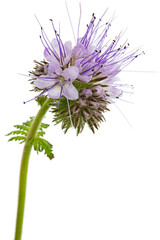 Light purple flowers of phacelia, isolated on white background