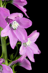 Inflorescence of pink delphinium flowers, lat. Larkspur, isolated on black background