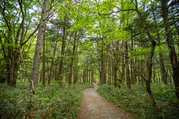 Obraz premium 長野県 新緑の上高地 