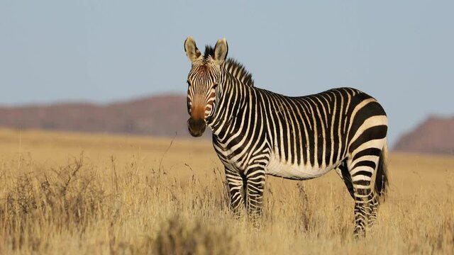 A Cape mountain zebra (Equus zebra) standing in open grassland, Mountain Zebra National Park, South Africa