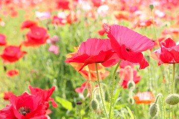 ポピー 花畑 群生 花畑 美しい 可憐 綺麗 さわやか 落ち着いた 夕暮れ 赤い 