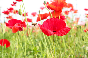ポピー 赤い花 花畑 美しい 綺麗 春 鮮やか 蜂 虫 草花 春の風景 落ち着いた 