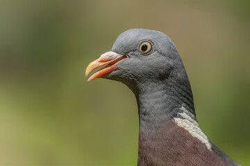Portrait of a Common Wood Pigeon (Columba palumbus) in the forest Overijssel in the Netherlands. Funny bird.                            