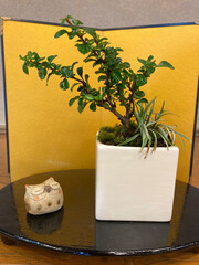 Japanese Bonsai Plant in a Vase on the Table	