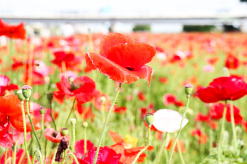 花畑 春の風景 赤い グリーン ピンク 美しい 綺麗 鮮やか かわいい ビビッド 