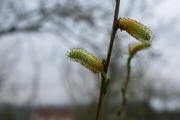 buds of a willow