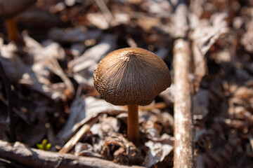 close up of mushroom