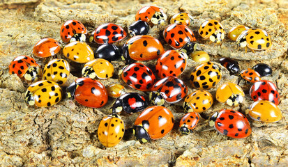 Ladybugs (ladybirds) (Coleoptera: Coccinellidae). Adults. Color biodiversity of ladybirds