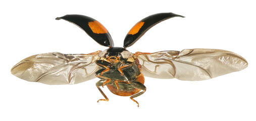 Ladybug flying. Ladybird Harmonia axyridis (Coleoptera: Coccinellidae). Isolated on a white...