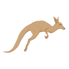 Vector Illustration of Jumping Kangaroo. Side View.