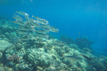 Plakat Stunning undersea coral reef view, Red Sea, Egypt, Sharm El Sheikh