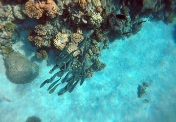 Stunning undersea coral reef view, Red Sea, Egypt, Sharm El Sheikh