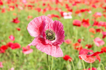 ポピー 花畑 群生 美しい グリーン きれい さわやか かわいい カラフル 夕暮れ 花びら  ピンク