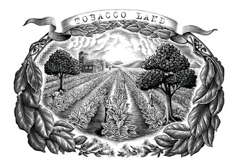 Tobacco land hand draw vintage engraving style black and white clip art isolated on white background - 440373773
