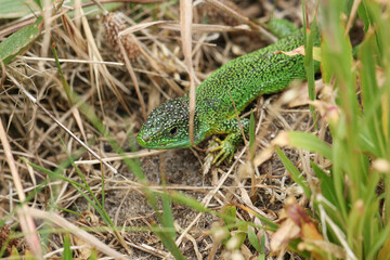A rare Western Green Lizard, Lacerta Biliniata, (Viridis), warming up on the ground on a warm but overcast day in the UK.	