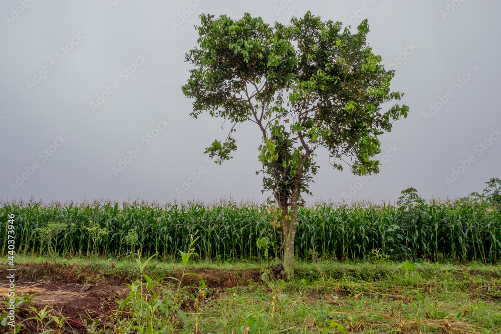 Wall mural tree in the field