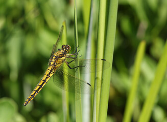 A beautiful Black-tailed Skimmer, Dragonfly, Orthetrum cancellatum, perching on a reed growing at the side of a river in the UK.