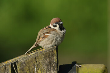 A rare Tree Sparrow, Passer montanus,  perching on a wooden fence post. It is enjoying the morning...