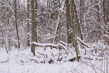 Fototapeta na wymiar Wintertime landscape of snowy deciduous stand