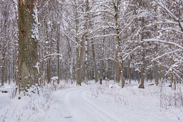 Wintertime landscape of snowy deciduous stand