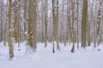 Wintertime landscape of snowy deciduous stand