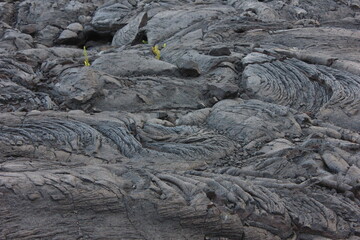 ハワイ島（ビッグアイランド）溶岩に覆われた海岸（黒砂海岸）