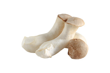 Royal oyster mushroom isolated on white background.