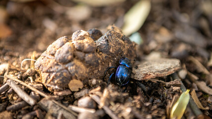 Dung beetle on a poop at Japan. A blue Popillia japonica fresh manure from deer