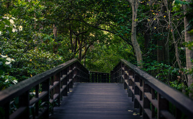 Obraz premium Wood pathway on forest trees landscape in Taipei Park. Garden botanical Taiwan